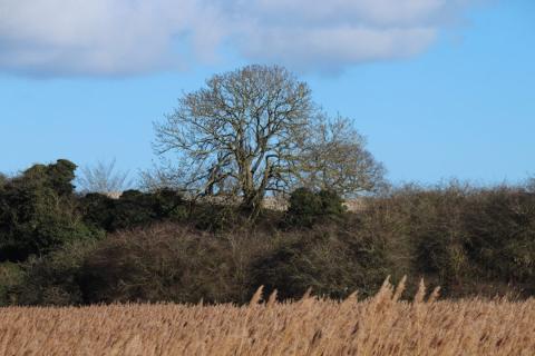 Tree at Burgh Castle