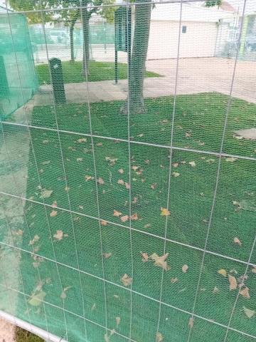 Triangle Trees 2 Oct 2023