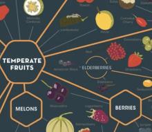 Fruit Taxonomy CREDIT:popchart.co